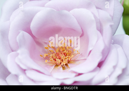Nahaufnahme der Hybrid Tea Rose 'Blue Moon' Stockfoto