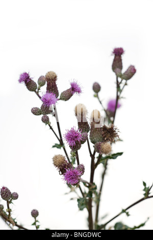 Wildflower, lila Blüten der Speer Thistle (Cirsium vulgare) auf weißem Hintergrund Stockfoto