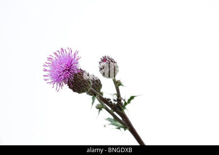 Wildflower, lila Blüten der Speer Thistle (Cirsium vulgare) auf weißem Hintergrund Stockfoto