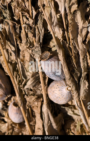 Schlafmohn seedheads Stockfoto