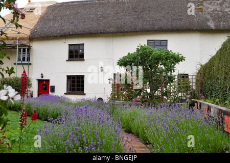 Reetdachhaus in Morchard Bischof. Lavendel-Linien die Wanderung bis zur roten Tür des historischen Reetdachhaus in zentralen Devon. Stockfoto