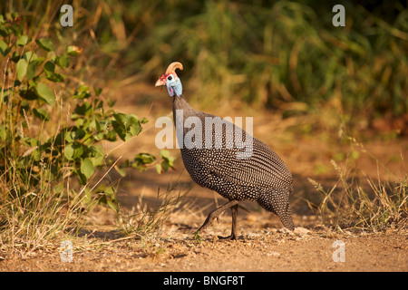 Behelmte Perlhühner Stockfoto