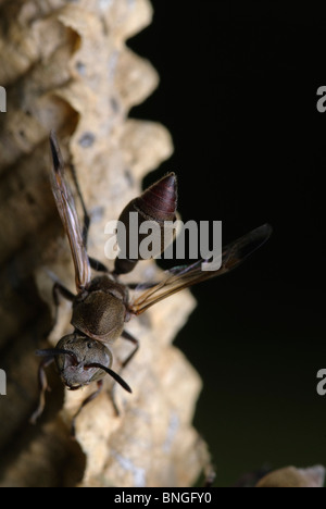 Die Europäische Papier (Wespe Feldwespe dominula). Die so genannte Papier ist mit Speichel und Faser aus Holz und Pflanze Stängel. Pongola, Kwazulu Natal. Stockfoto