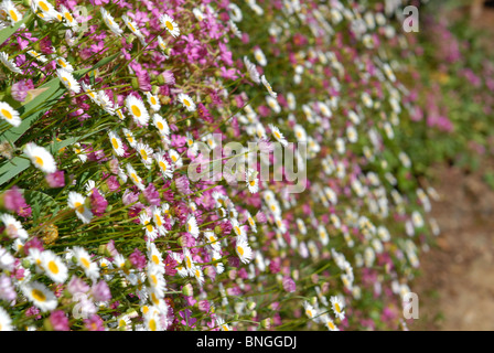 Eine Masse von Erigeron Karvinskianus Daisy wie Blumen Stockfoto