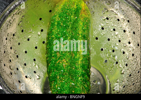 Gurke, keine chemischen Zusätze, keine GVO, Natur, Essen, Stockfoto