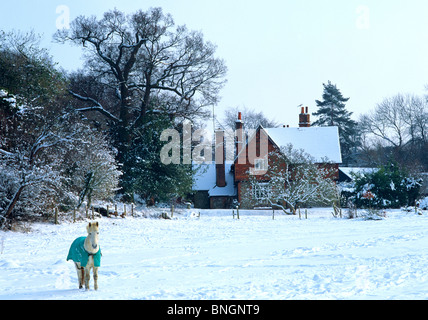 Pferd in einem schneebedeckten Feld Winter Surrey UK Stockfoto
