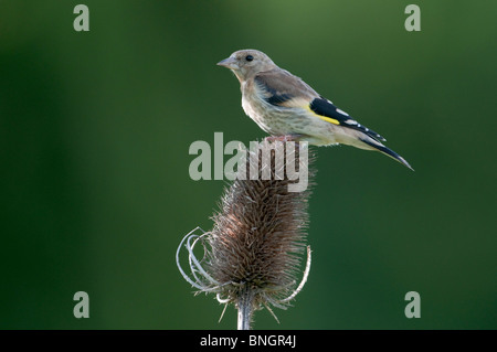 Europäische Stieglitz (Zuchtjahr Zuchtjahr) thront/Fütterung auf Karde (Dipsacus) Stockfoto