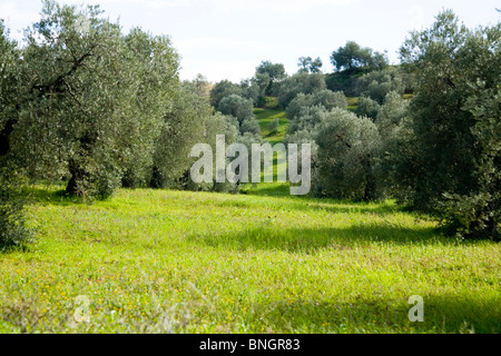 Spanische Feld / Hain, enthält Olivenbaum / Bäume wachsen / gewachsen im Winter, in der Nähe von Sevilla / Sevilla. Spanien. Stockfoto