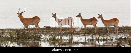 Eine Gruppe von einem Männchen und drei weibliche roten Letschwe Antilopen (Kobus Leche) am Chobe Fluss in Botsuana Stockfoto