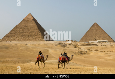 Kamele in der Wüste zu den Pyramiden von Gizeh in Ägypten Stockfoto