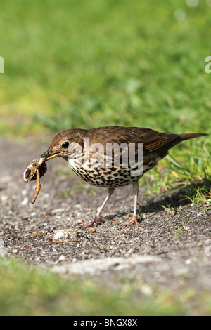 Singdrossel; Turdus Philomelos; mit Schnecke Stockfoto