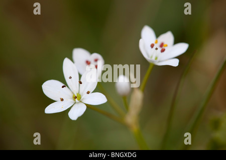 Spike Stern von Bethlehem oder Bad Spargel; Omithogalam Pyrenaicum Stockfoto