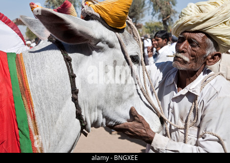 Alter Mann mit seinem Ochsen. Nagaur Viehmarkt. Rajasthan. Indien Stockfoto