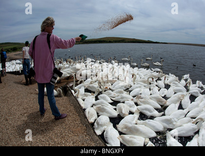 Fütterungszeit im Abbotsbury Swannery. Stockfoto