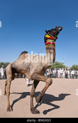 Kamel-Ausstellung. Nagaur Viehmarkt. Rajasthan. Indien Stockfoto