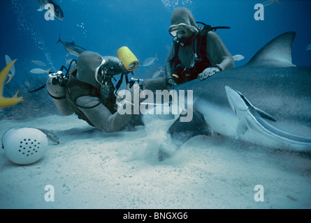 Fotografen fotografieren Auge des karibischen Riffhai (Carcharhinus Perezi), Bahamas - Karibik. Stockfoto