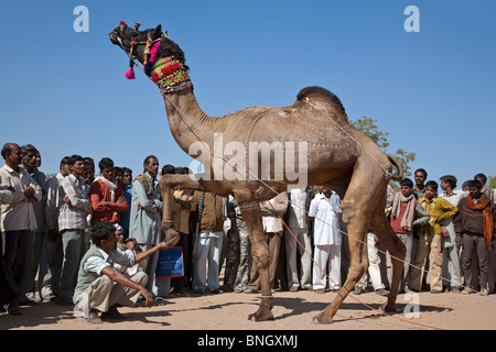 Kamel-Ausstellung. Nagaur Viehmarkt. Rajasthan. Indien Stockfoto