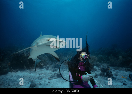 Hai-Handler feeds karibischen Riffhai (Carcharhinus Perezi), Bahamas - Karibik. Stockfoto