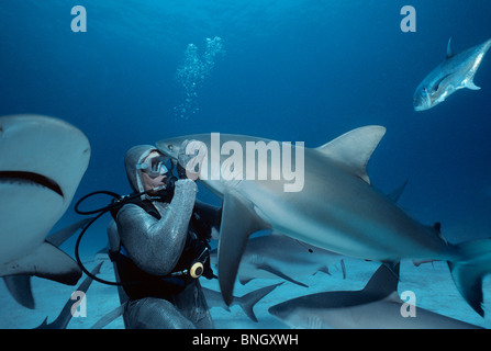 Hai-Handler feeds Karibische Riffhaie (Carcharhinus Perezi), Bahamas - Karibik. Stockfoto