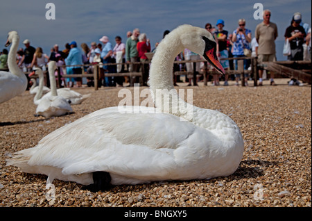 Höckerschwan im close-up, Abbotsbury Swannery, Dorset, UK. Stockfoto