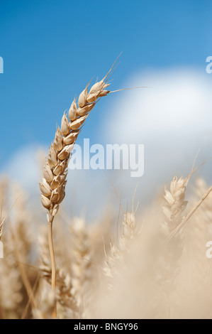 Triticum ästivum. Weizen in einem Feld in der englischen Landschaft Stockfoto