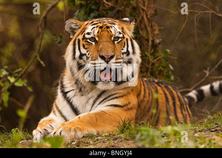 Sibirischen/Amur-Tiger Stockfoto