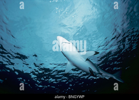 Ozeanische Schwarzspitzen Haie schwimmen zur Oberfläche, (Carcharhinus Limbatus), Cocos Island - Costa Rica Pazifik. Stockfoto