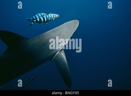 Pilot Fische (Naucrates Komple-) mit Schwarzspitzen Hai (Carcharhinus Limbatus), Cocos Island, costarica - Pazifischen Ozean schwimmen. Stockfoto