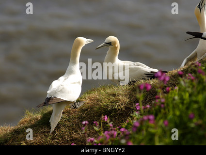 Northern Gannet (Phoca vitulina) Paar, auf einer Klippe, Bempton Cliffs, East Yorkshire, England Stockfoto