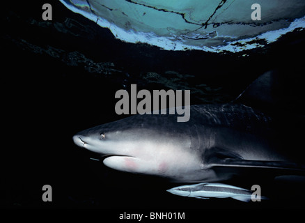 Sambesi Bullenhai (Carcharhinus Leucas) und symbiotische Remora, Küste von Natal, Südafrika - Indischer Ozean. Stockfoto