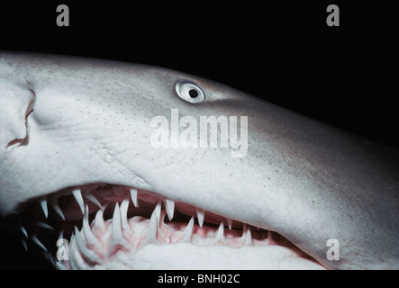 Sand Tiger Shark (Eugomphodus Taurus) in der Nacht, Ost-Australien - Pazifik. Stockfoto