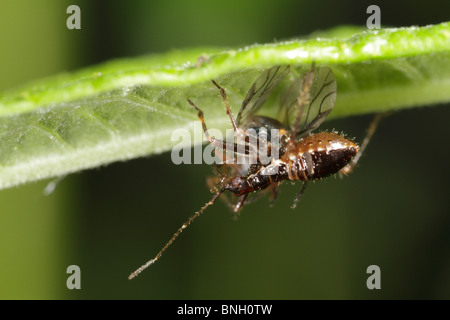 Himacerus Apterus, der Baum Damsel Bug. Dies ist ein Fehler, der sich von anderen Insekten ernährt. Dies ist eine Larve. Stockfoto