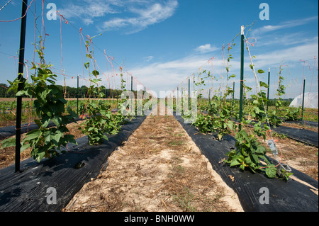 Gemüse in Sudlersville MD Stockfoto