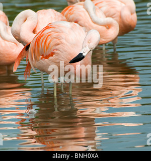 Eine Nahaufnahme von einem chilenische Flamingo Baden im Wasser zeigt seine Reflexion und mehreren anderen Flamingos im Hintergrund Stockfoto