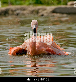 Ein chilenischer Flamingo Baden zeigt Wasser spritzt alle um ihn herum und auch ein rosa Spiegelbild im Wasser Stockfoto