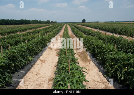 Gemüse-Feld in Sudlersville MD Stockfoto