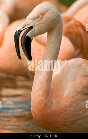 Eine Nahaufnahme von einem chilenische Flamingo zeigt das Innere des Schnabels und ein Auge Stockfoto