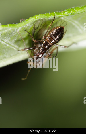 Himacerus Apterus, der Baum Damsel Bug. Dies ist ein Fehler, der sich von anderen Insekten ernährt. Dies ist eine Larve. Stockfoto