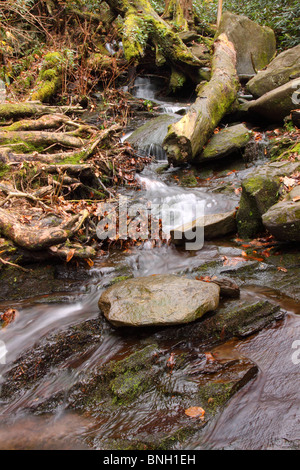 Stream befindet sich auf dem Gatlinburg Tennessee Roaring Fork Motor Trail Stockfoto