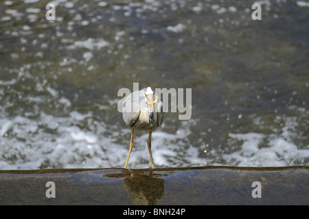 Ein Graureiher (lateinisch: Ardea Cinerea) kämpft, um einen frisch gefangenen Fisch auf dem Fluss Suir, Cahir, Rep of Ireland zu schlucken. Stockfoto