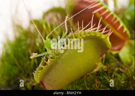 Venusfliegenfalle DIONAEA Muscipula USA Carolina grün rot gefangen einen grüne Heuschrecke Grass hopper Stockfoto