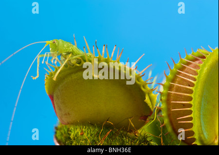 Venusfliegenfalle DIONAEA Muscipula USA Carolina grün rot gefangen einen grüne Heuschrecke Grass hopper Stockfoto