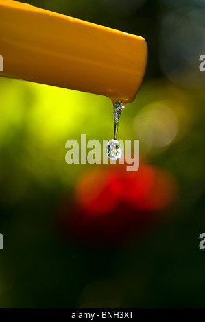 SCHLAUCHSCHLAUCH VERBOT TROCKENHEIT SOMMER GARTEN WASSER einzelner klares reines Wassertropfen, das aus Gartenschlauch im sonnigen Sommergarten fällt Stockfoto