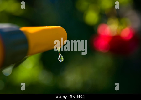 Einzelner Wassertropfen, der aus dem Gartenschlauch in einem sonnendurchfluteten Sommergarten fällt Stockfoto