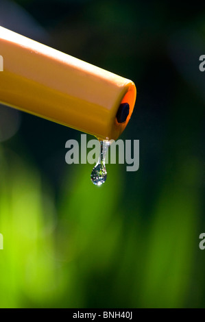 WASSERTROPFEN SCHLAUCH BAN WASSERKNAPPHEIT GARTEN einzelner klarer reiner „letzter Tropfen“ Wassertropfen, der aus Gartenschlauch in sonnendurchflutetem Sommergarten fällt Stockfoto