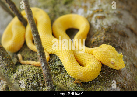 Wimpern Viper, Bothriechis Schlegelii Nationalpark Arenal, Costa Rica Stockfoto