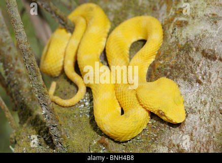 Wimpern Viper, Bothriechis Schlegelii Nationalpark Arenal, Costa Rica Stockfoto