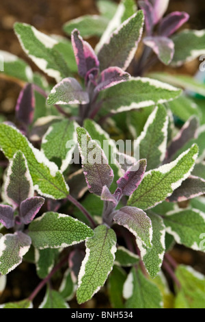 Tricolor Salbei im Garten wächst Stockfoto