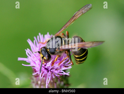 Mittlere Wespe, Dolichovespula Media, Vespinae, Vespidae, Taillenwespen, Hymenoptera Stockfoto