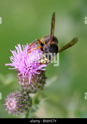 Mittlere Wespe, Dolichovespula Media, Vespinae, Vespidae, Taillenwespen, Hymenoptera Stockfoto